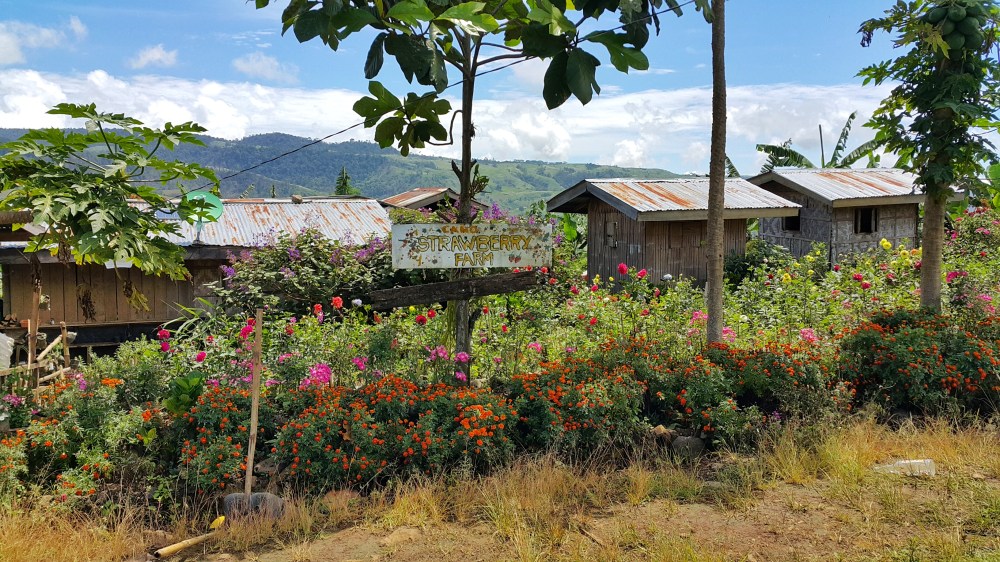 Strawberry farm in Dado