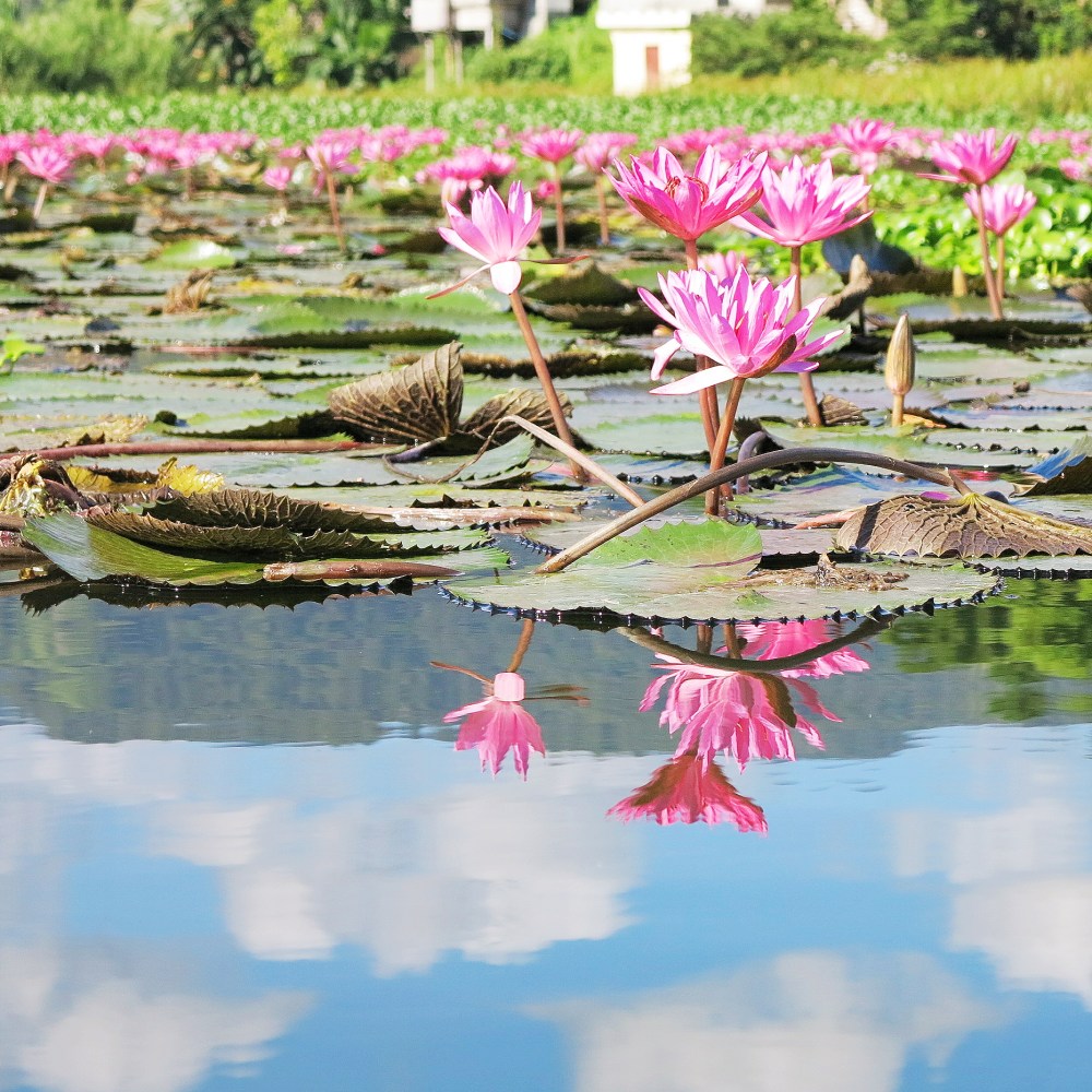 Lake Sebu's beautiful water lilies