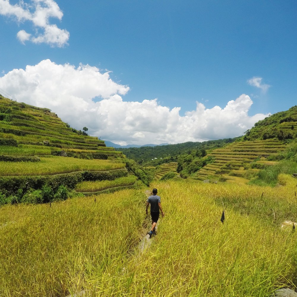 Walking in the golden rice terraces of Maligcong