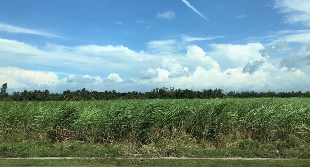 This is the view that you'll get at the countryside. Large areas of sugarcane fields!