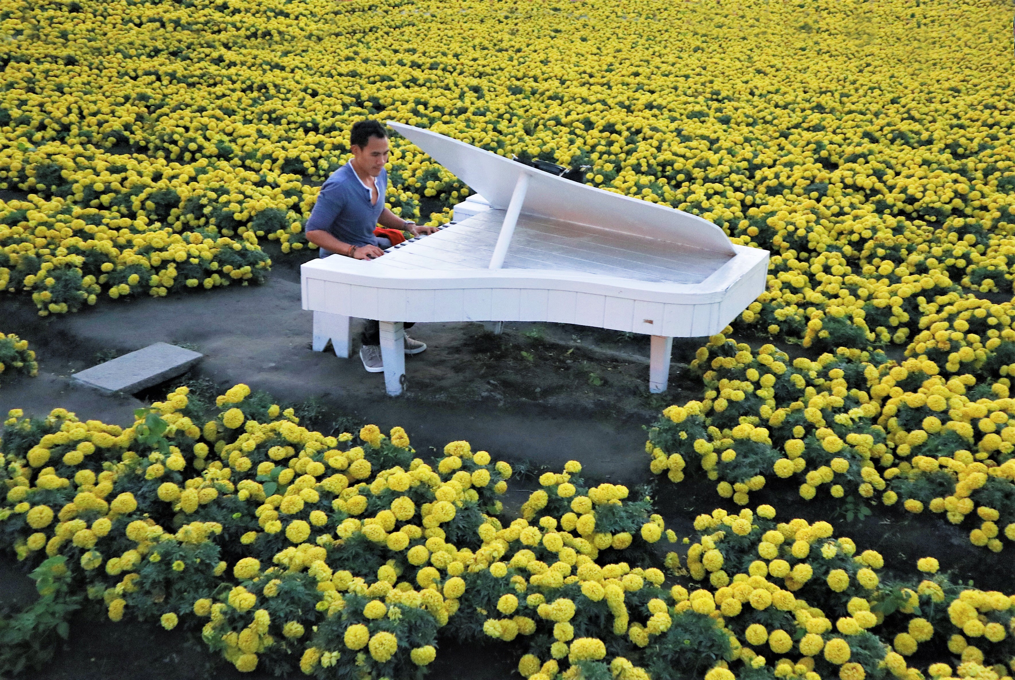 IN THE MIDDLE OF THE FLOWERS. Here's one of the attractions in Houli Flower Farm that involves a replica of an organ in the middle of the flowers. I suspect that these flowers are yellow chrysanthemums, even though they also look like marigolds.