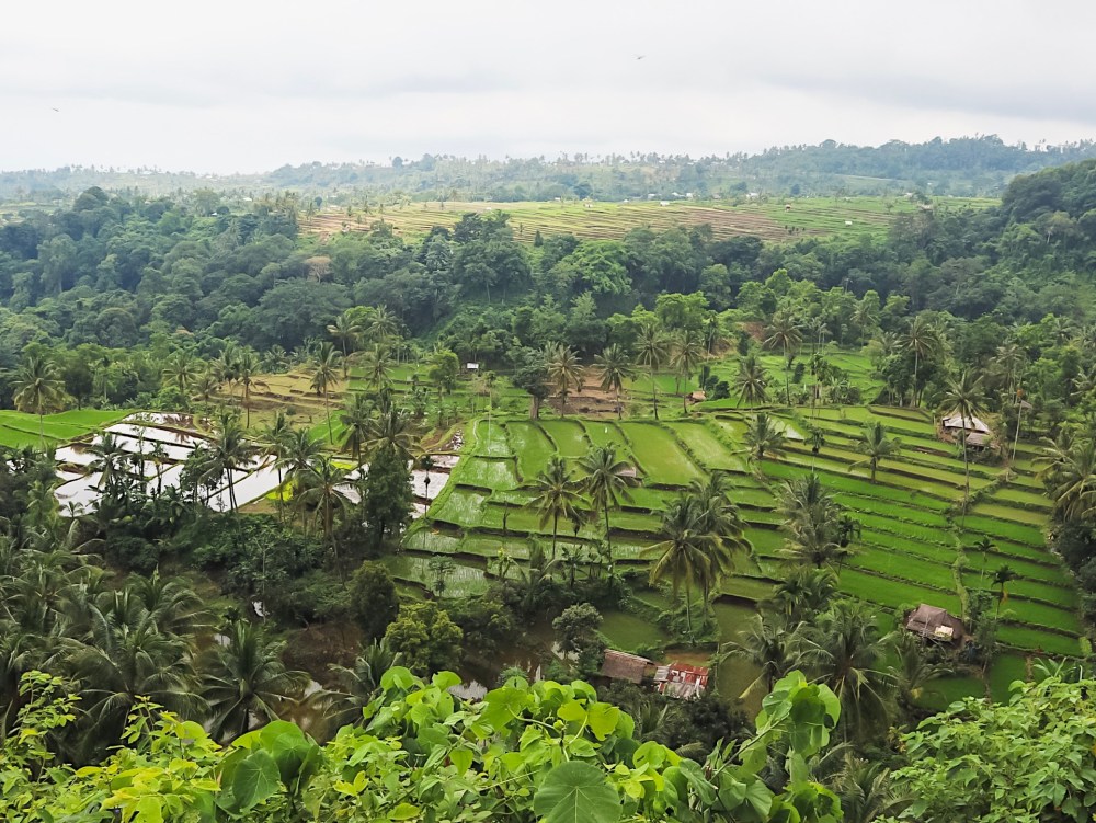 Rice terraces in Lombok.