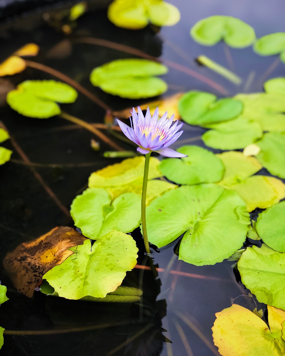 WATER LILY.