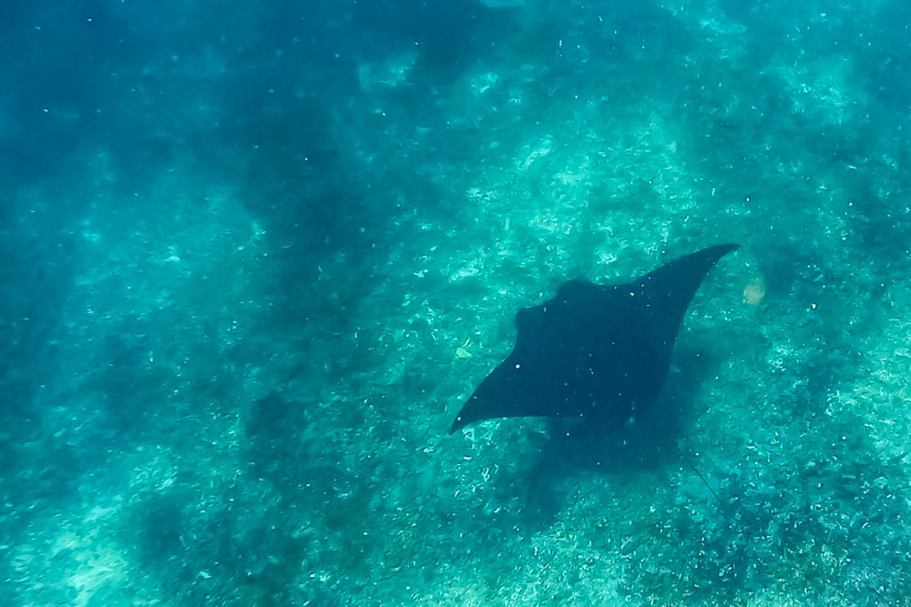 MANTA RAY!