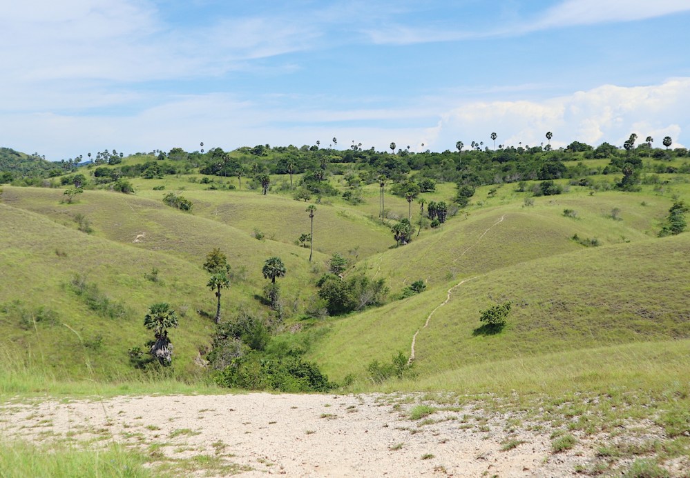 SCENERY. Here's one scenery that we saw in Rinca Island.