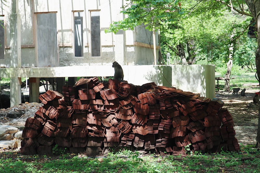 Hello there, monkey!