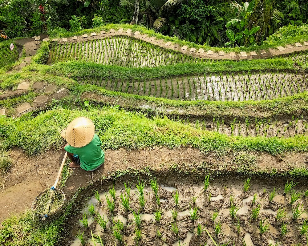 BALINESE FARMER.