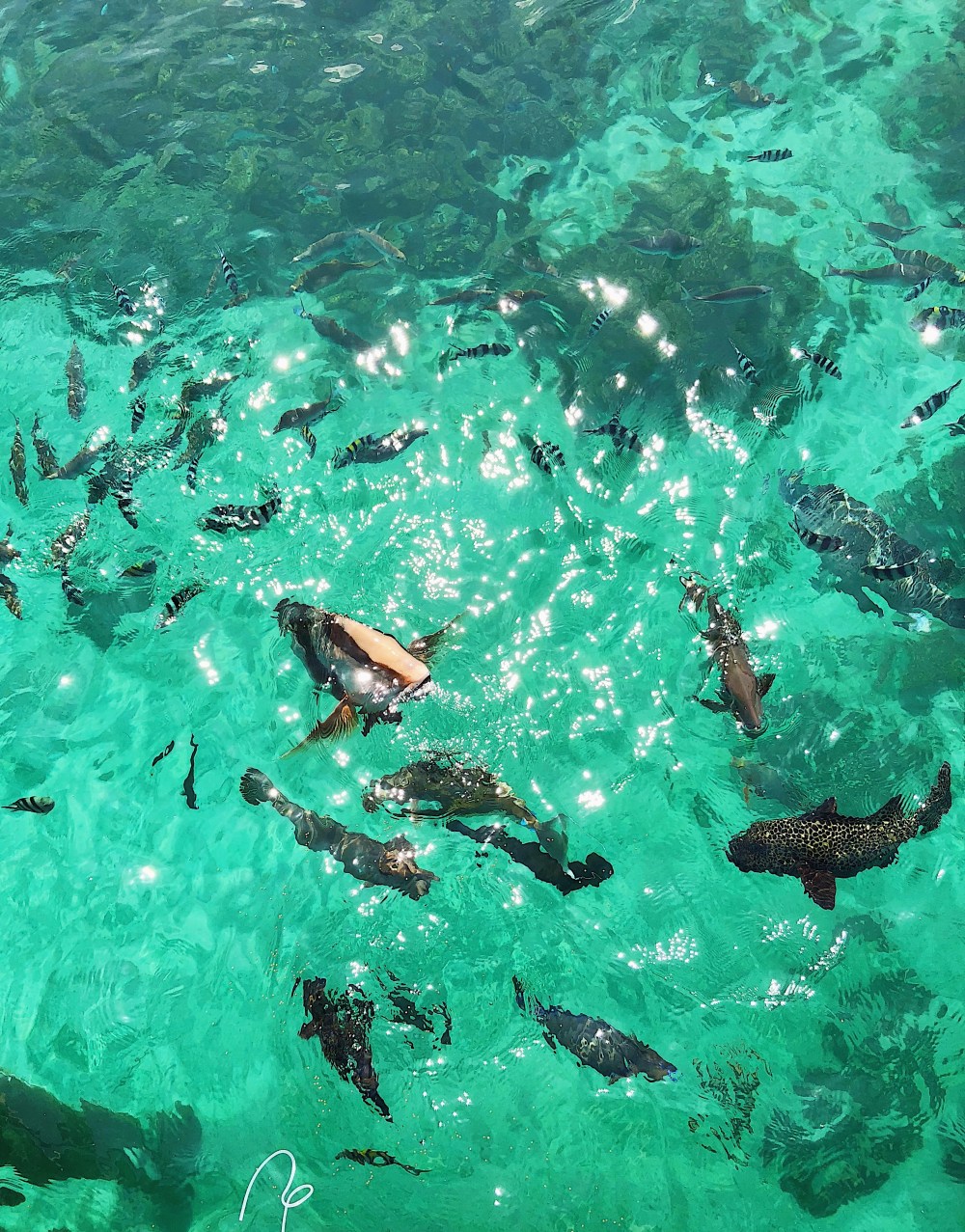 LOOK AT THEM FISHES!