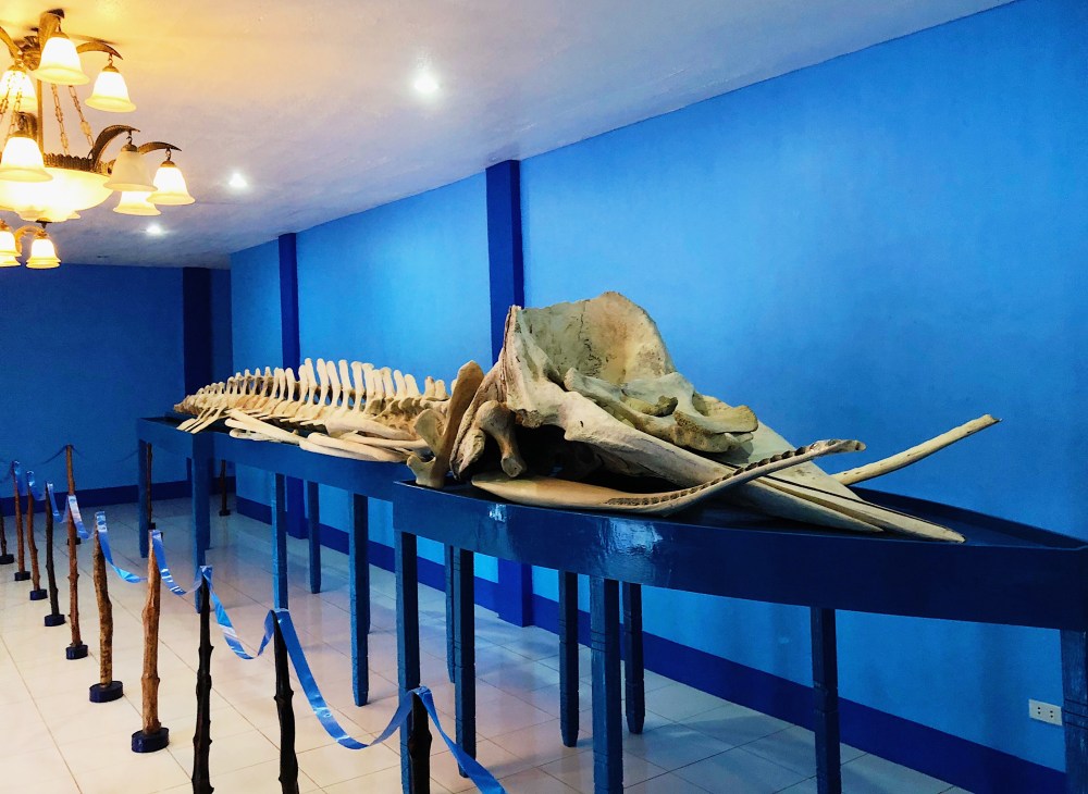 SPERM WHALE EXHIBIT.