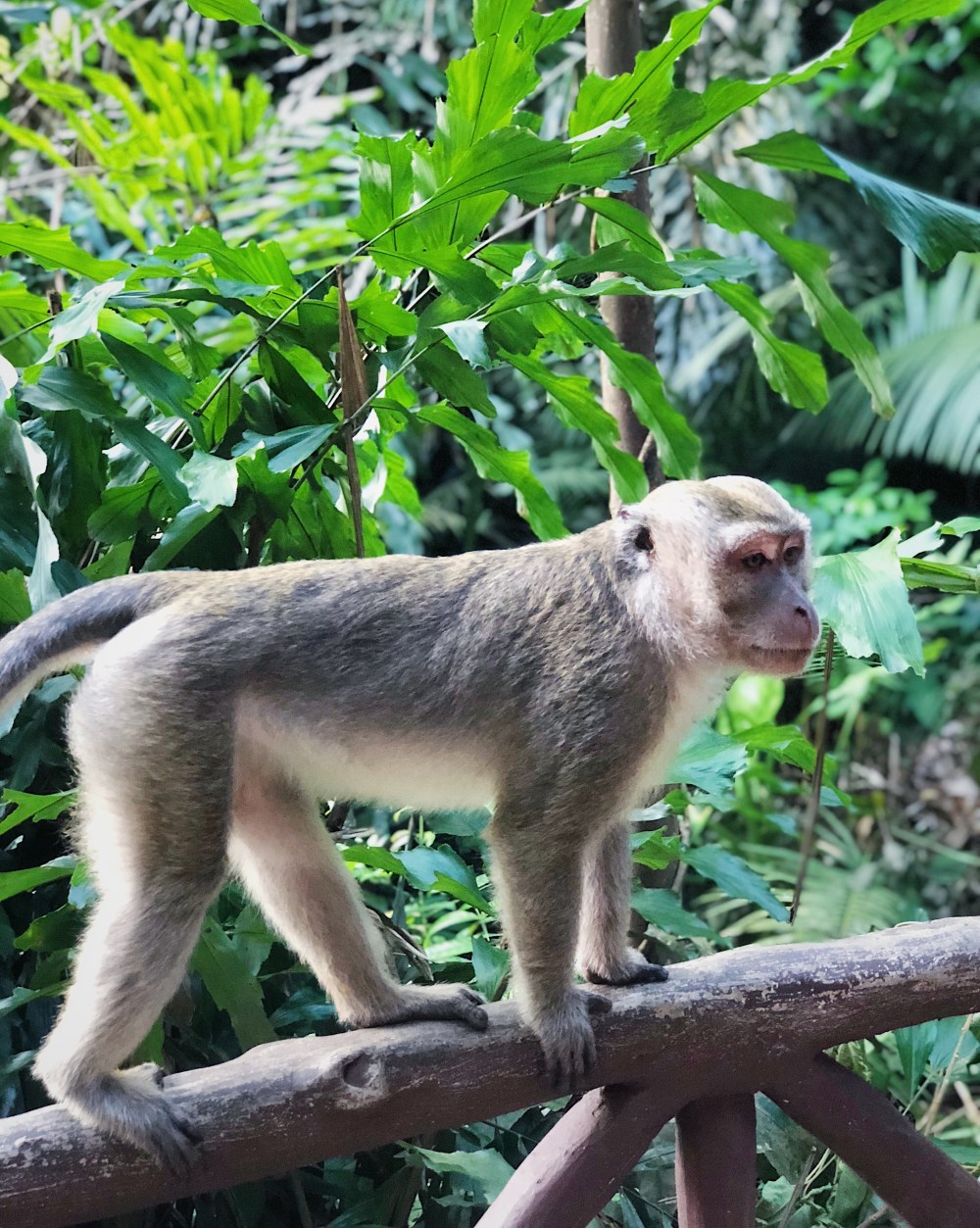 MACAQUE.