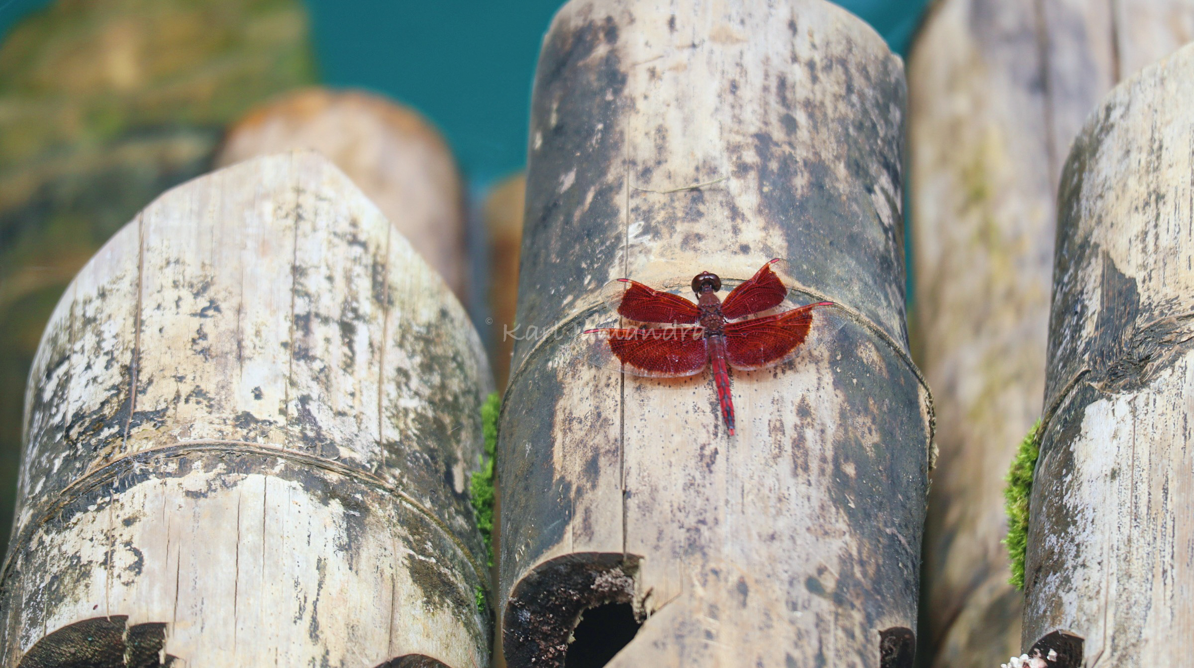 Exploring Isabela’s BLUE LAGOON: Palanan’s Mysterious Natural Wonder ...